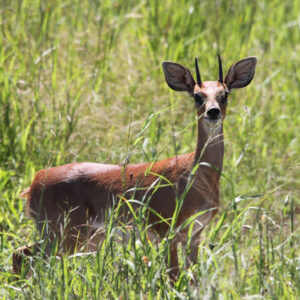 A solitary South African Steenbok with alert expression and prominent ears stands amid tall green grass at Huntshoek Safaris, embodying the serene beauty of the wilderness.