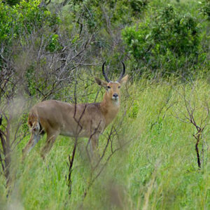 Hunt the Common Reedbuck in South Africa