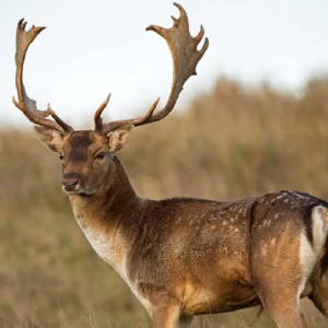 Fallow Deer